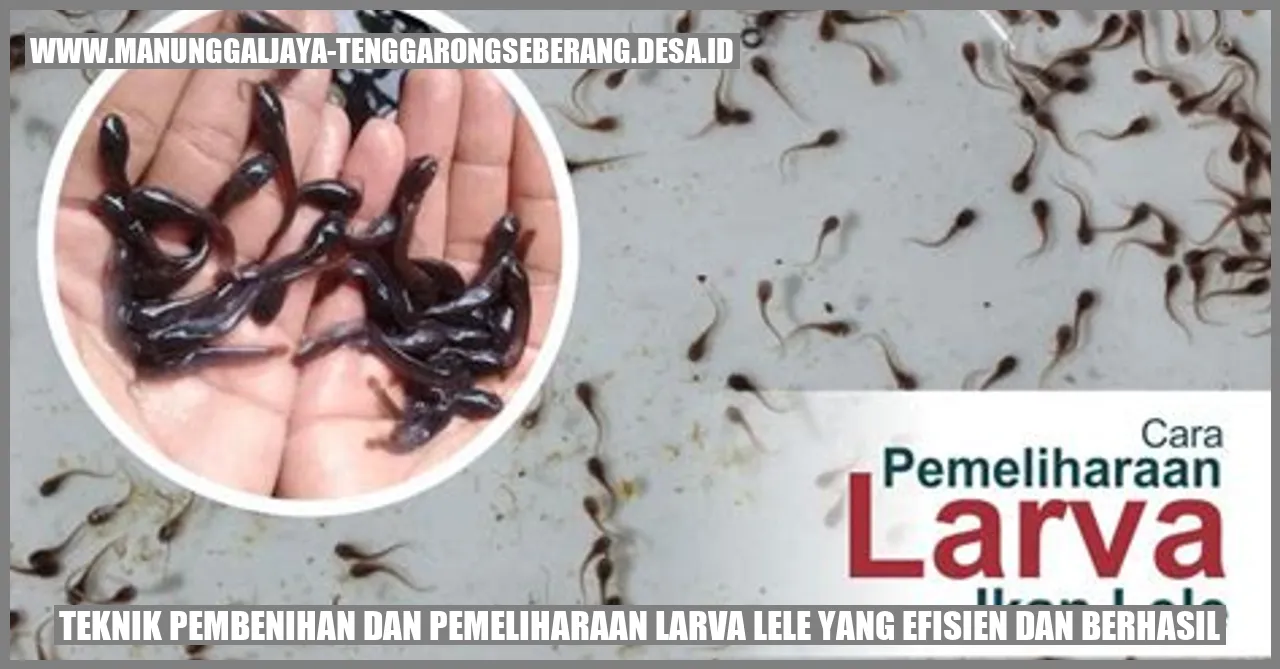 Teknik Pembenihan dan Pemeliharaan Larva Lele yang Efisien dan Berhasil